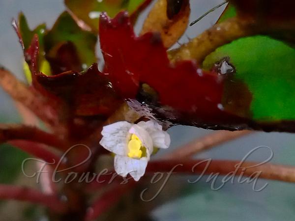 Water Chestnut